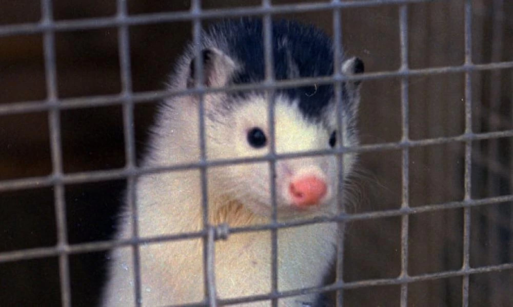 Δανία – Κορονοϊός: Και νέα απειλή από τα… zombie μινκ